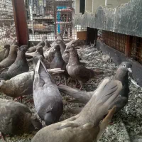 کبوتر|پرنده|بوشهر, |دیوار