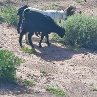 کهره بز گوسفند