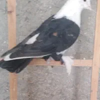 کبوتررنگی