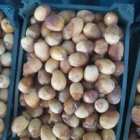 رطب برحی درجه یک خوزستان