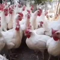 مرغ تخم گذار سفید 7ماهه