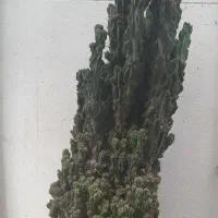 کاکتوس صخره ای