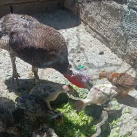 بوقلمون و جوجه  بوقلمون