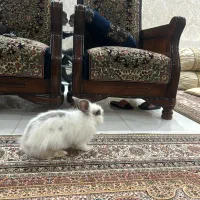 خرگوش لوپ هلندی سفید خاکستری