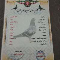 کبوتر|پرنده|کارون, |دیوار