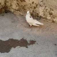 کبوتر|پرنده|ایلام, |دیوار