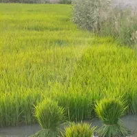 تخمدان چلتوک