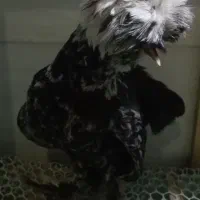 مرغ خروس سلطان