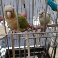 طوطی گرینچیک