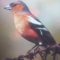 سهره برفنو نر