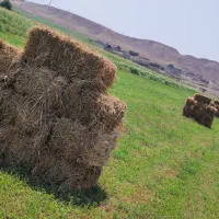یونجه|عمدهفروشی|اصلاندوز, |دیوار