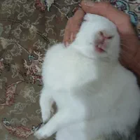 بچه خرگوش سفیدوسالم