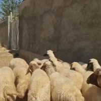 گوسفند میش شیشک