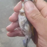 سهره