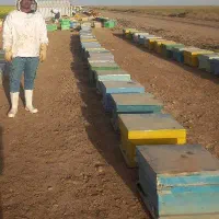 زنبور عسل بومی پر جمعیت قوی