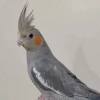 عروس هلندی ۳ ماهه نر