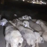 ۷تا میش داشتی