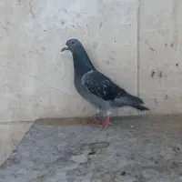کبوتر زره مسافتی