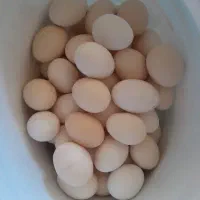 تخم مرغ محلی
