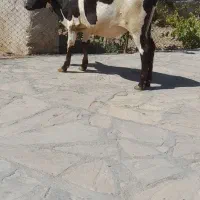 گوساله نر