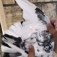 کفتر|پرنده|فلاورجان, |دیوار
