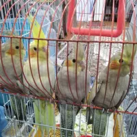 بچه عروس هلندی زیبا