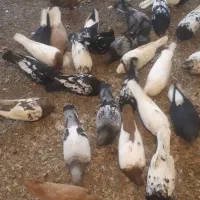 کبوتر اعلاء