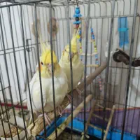 عروس هلندی