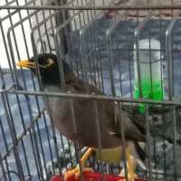 مرغ مینا سخنگو