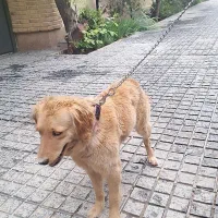 سگ گلدن|سگ|باغ ملک, |دیوار