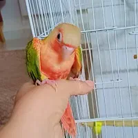 گمشده