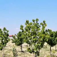 ۶۵۰متر باغ با سهمیه آب در شهرک ویلایی قیمت منصفانه|فروش زمین و ملک کلنگی|مشهد, درزآب|دیوار
