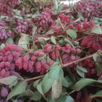 زرشک  پفکی فروشی