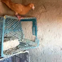 کبوتر
