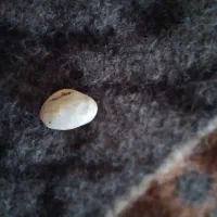 خ مهره و مهره گبری سلیمانیه