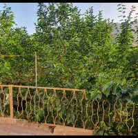 فروش-باغ