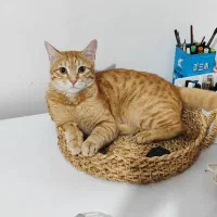 گربه گم شده محدوده شیرود لپاسر
