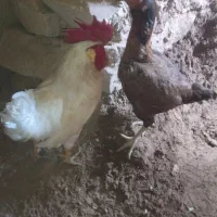 مرغ و خروس