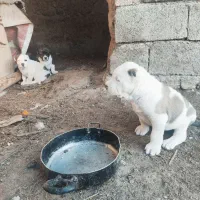 توله خراسانی