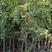 کارگر باغچه فضای سبز باغبانی خدماتی سرویس درختکاری