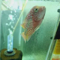 فلاور کانفا ۴ عدد