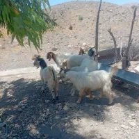 کهری ی نر