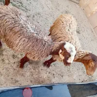 گوسفند