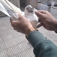 کبوتر|پرنده|تهران, مسعودیه|دیوار