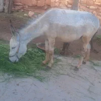 الاغ یاخر.جوان