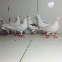 دسته ۱۶تایی نر کرمونی و دورگ