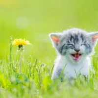 گربه نژاد دار