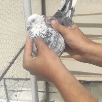 کفتر|پرنده|چهاردانگه (تهران), |دیوار