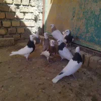 کبوتر طوقی