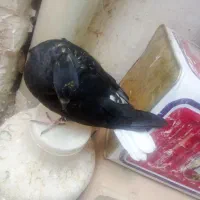 جفت جوجه فروشی